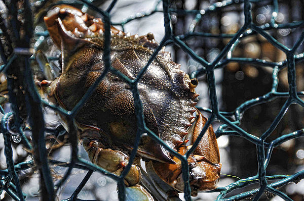 Blue Crab by Jody Lovejoy Blue Crab by Jody Lovejoy